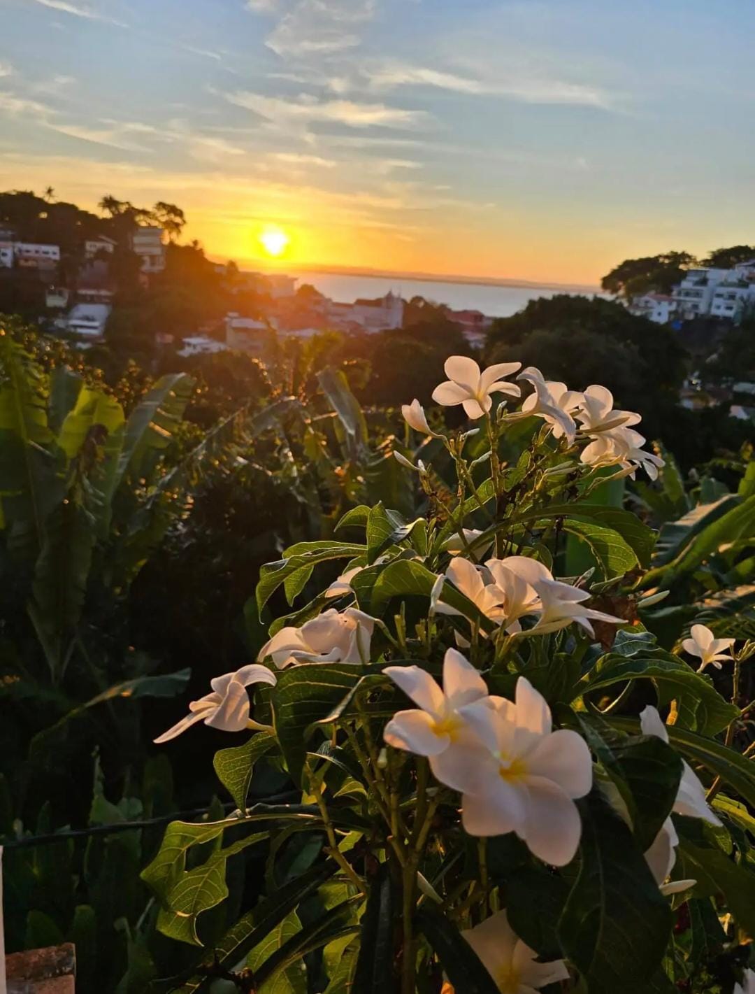 Pôr do sol sobre Morro de São Paulo com flores brancas em primeiro plano