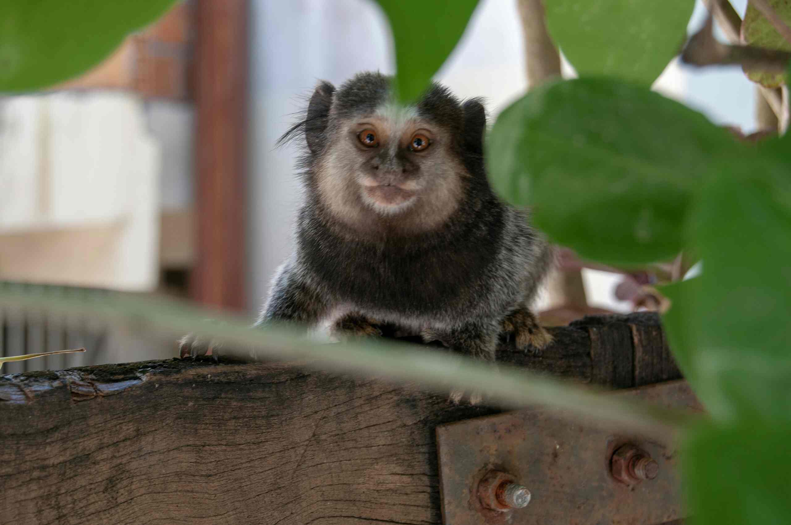 Sagui livre entre a vegetação tropical do quintal das Casas Quintal