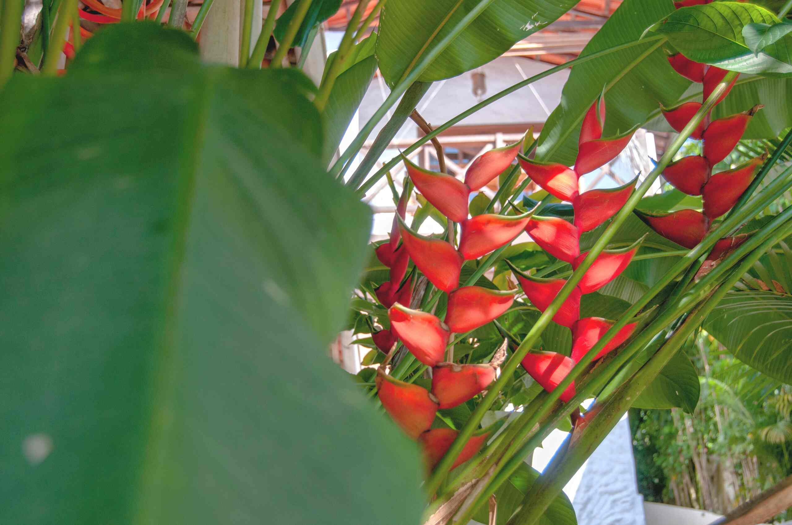 Flores de helicônia vermelha entre folhagens tropicais do quintal